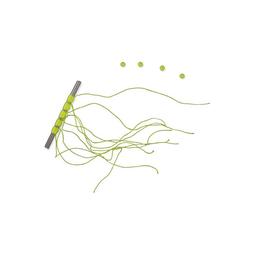 SELE STOPPER ON TUBE - SS