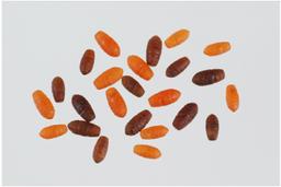 STONFO SYNTHETIC CASTERS