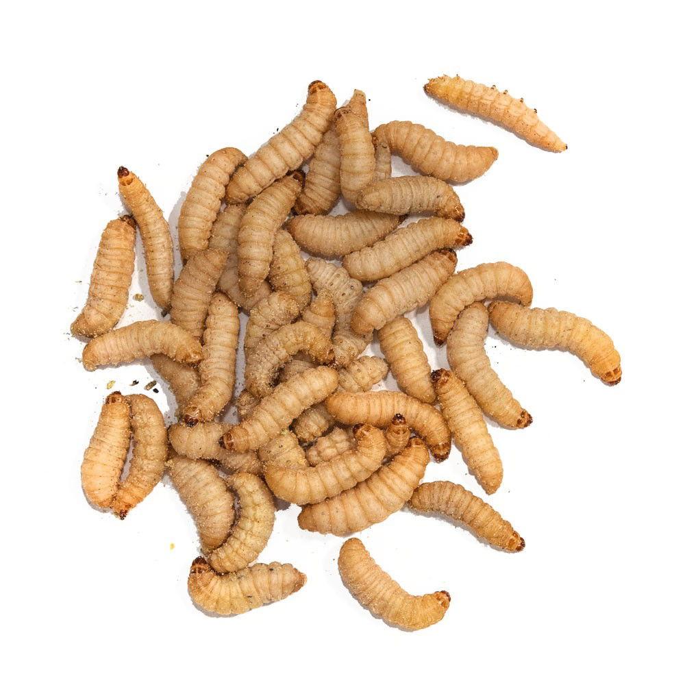 TAKE ME BAITS CAMOLE