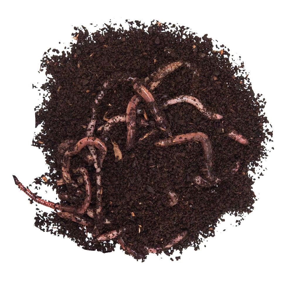 TAKE ME BAITS LOMBRICHI GIGANTI