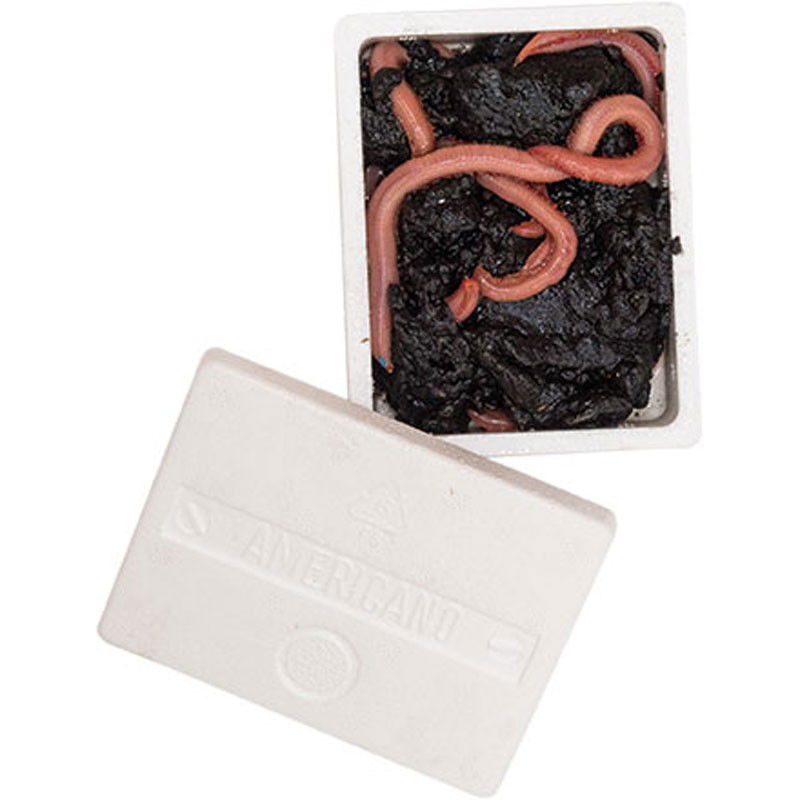 L’Arenicola è un esca viva indicata per la pesca da fondo. Scatola da 6 capi, conserva ad una temperatura di circa 16° C.