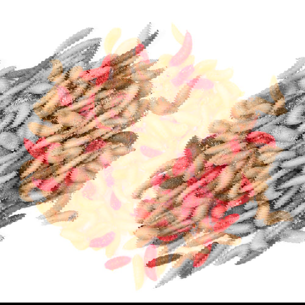 TAKE ME BAITS BIGATTINO MIX